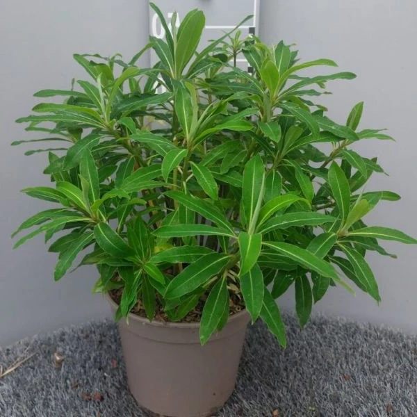 Зображення Молочай (Єуфорбія) медоносний - Euphorbia Mellifera