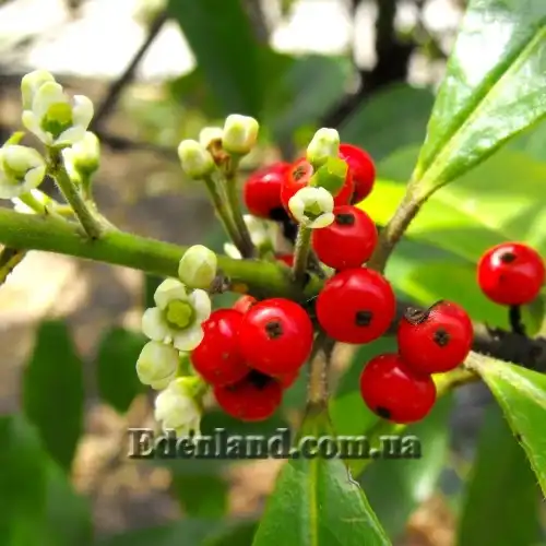 Изображение Падуб парагвайский - Ilex paraguariensis