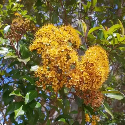Изображение Талеропия Квинслендская  - Thaleropia queenslandica