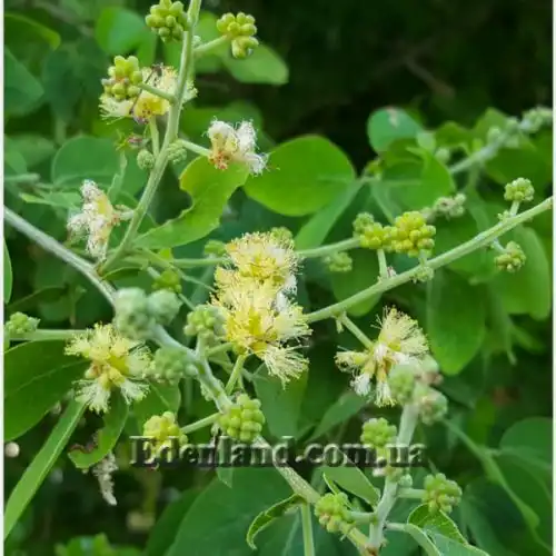 Изображение Питецеллобиум сладкий - Pithecellobium dulce