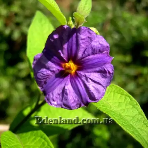 Зображення квітка