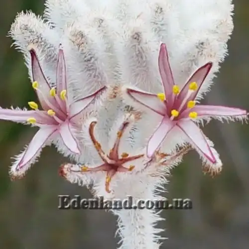 Изображение Ланария мохнатая - Lanaria lanata