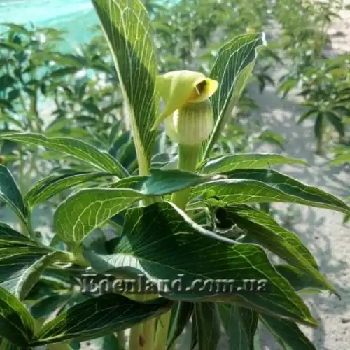 Зображення Арізема жовта - Arisaema flavum