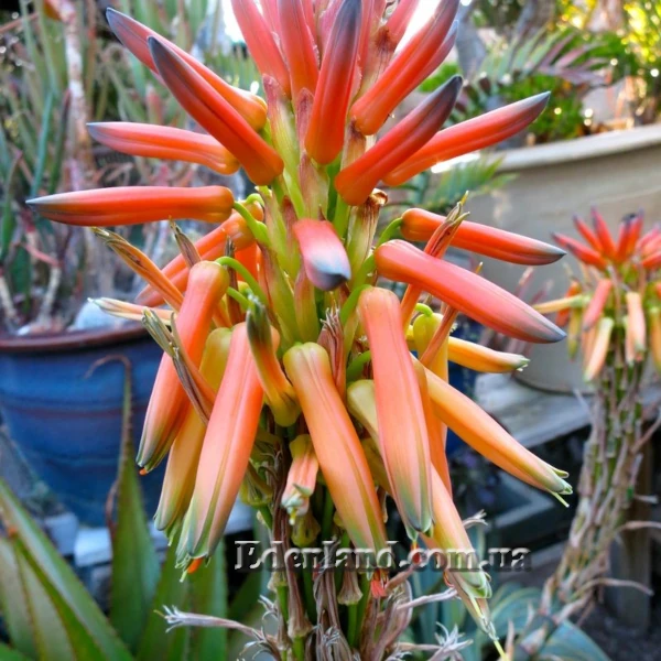 Зображення поява квітів