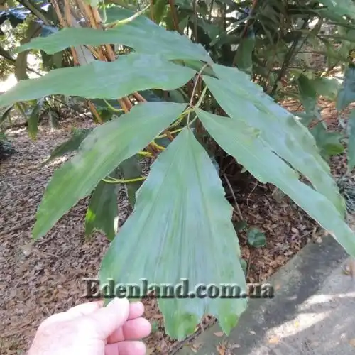 Изображение Валличия (валлихия) продолговатолистная - Wallichia oblongifolia