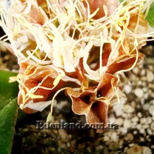 Изображение созревшие капсулы с семенами