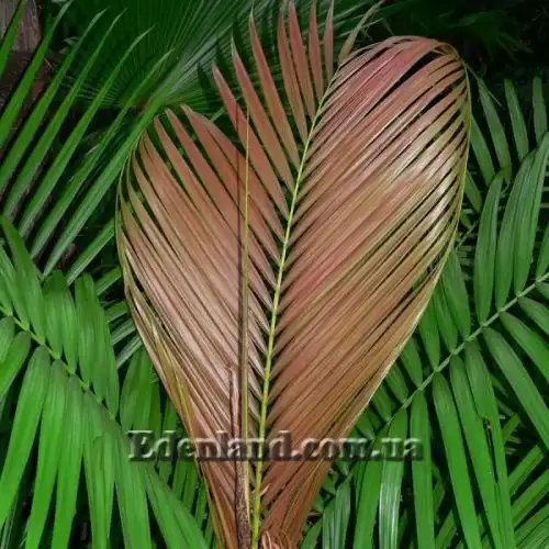 Изображение Дипсис волокнистый - Dypsis fibrosa