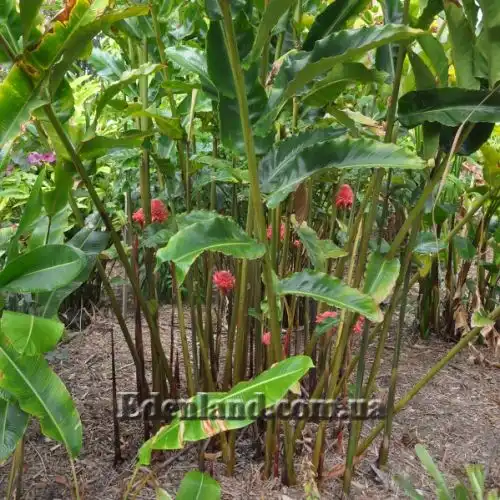 Изображение Этлингера возвышенная (Розовый факел) - Etlingera elatior (Pink Torch)