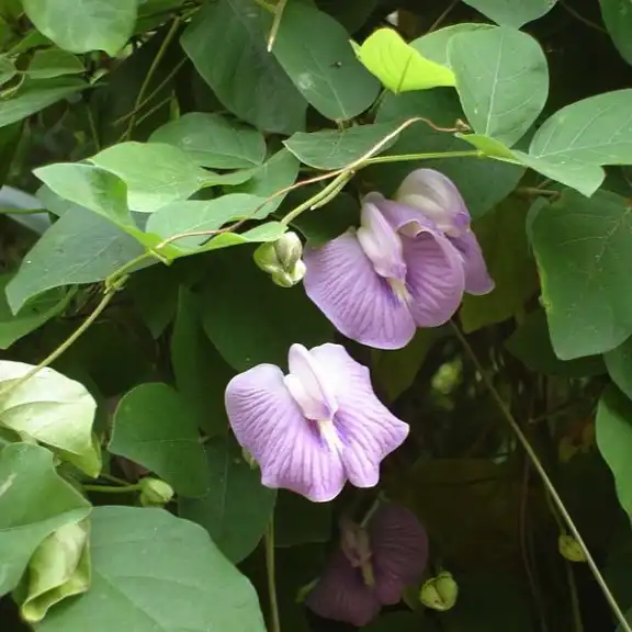 Изображение Центросема опушенная  - Centrosema pubescens