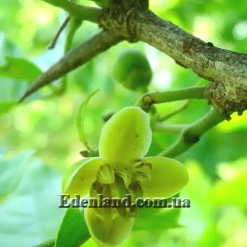 Изображение цветок