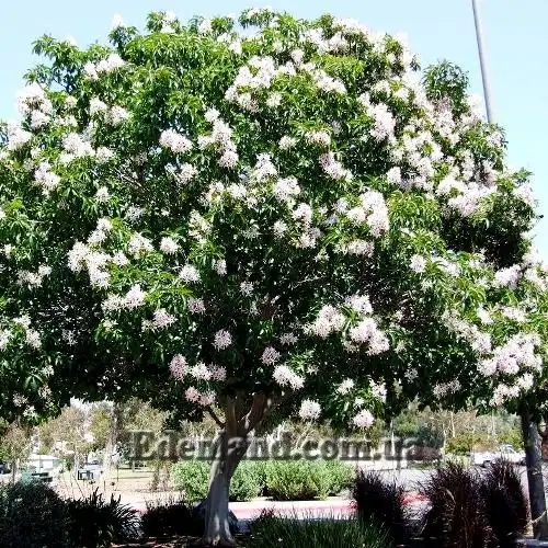 Изображение цветущее дерево