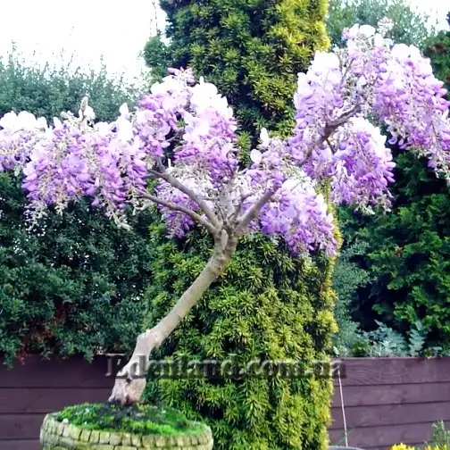 Изображение Болюсантус изящный - Bolusanthus speciosus