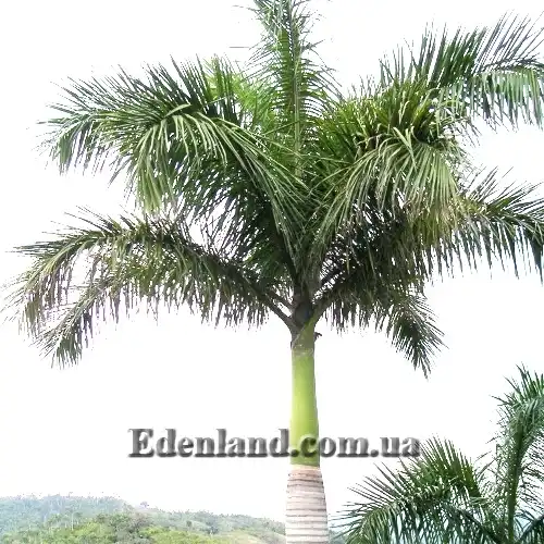 Изображение крона