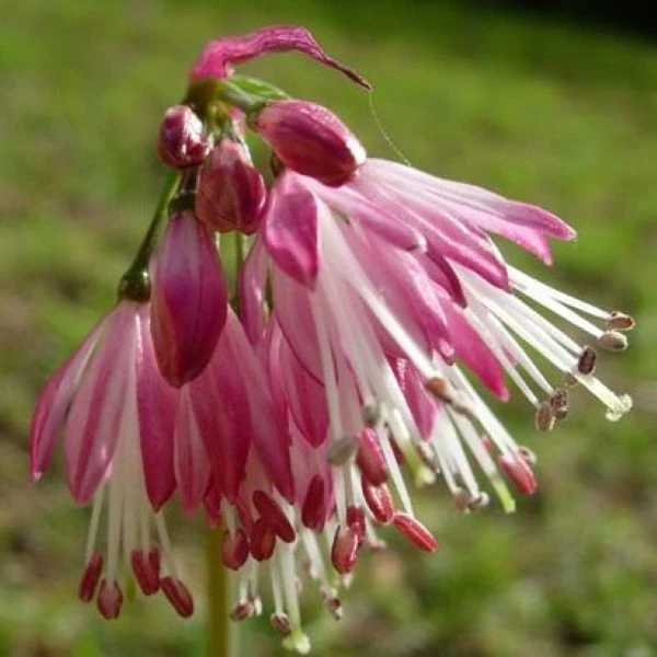 Изображение Струмария усеченная - Strumaria truncata 