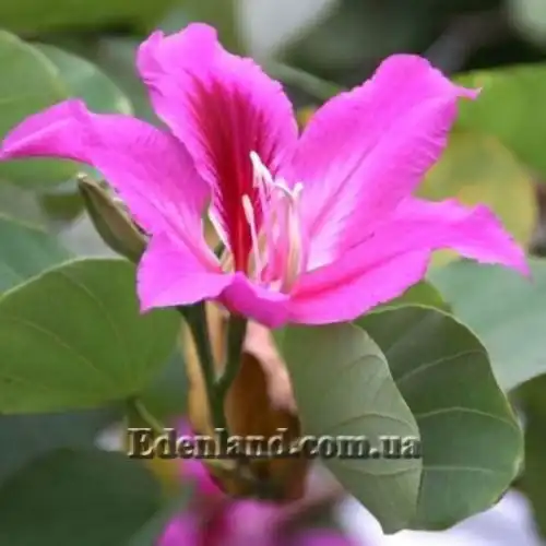 Изображение Баухиния пестрая - Bauhinia variegata