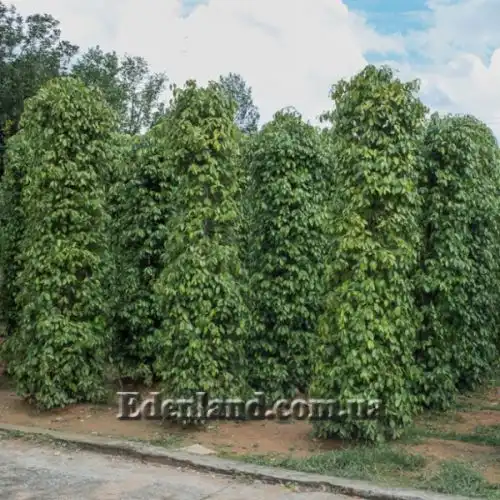 Зображення Перець чорний - Piper nigrum 