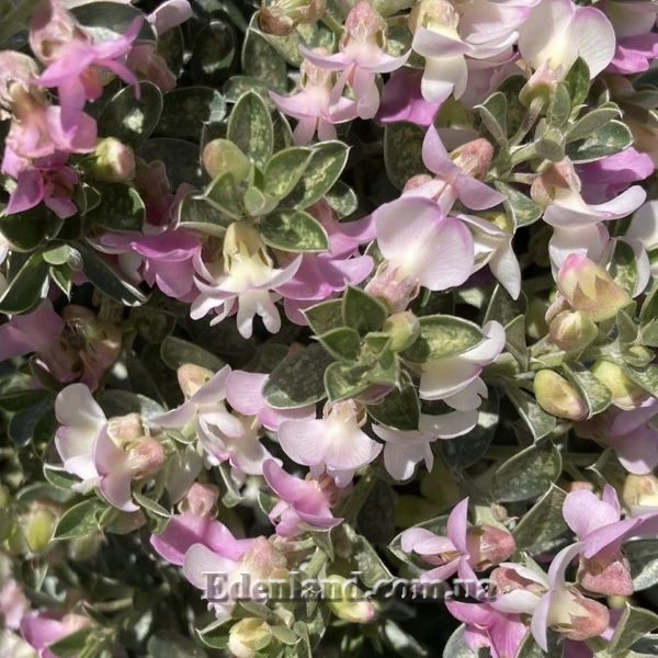 Изображение Подалирия миртолистная  - Podalyria myrtifolia