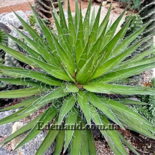 Агава нитконосна - Agave filifera
