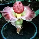 Новые поступления семян сентябрь 2013