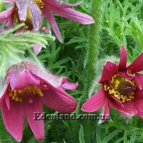 Зображення Пульсатилла звичайна - Pulsatilla vulgaris