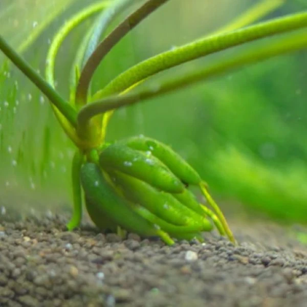 Изображение Нимфоидес водный - Nymphoides aquatica 