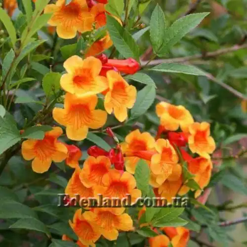 Изображение Текома желтая подвид гуаруме - Tecoma fulva subsp. Guarume