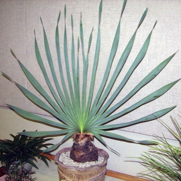 Изображение Боофона двухрядная  - Boophone disticha