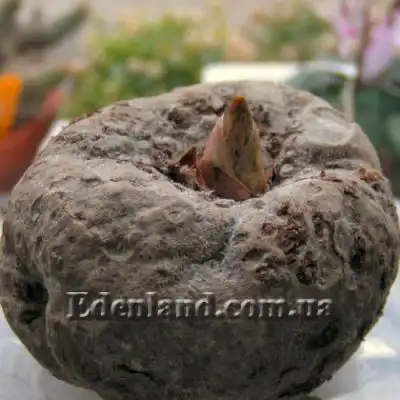 Изображение клубень