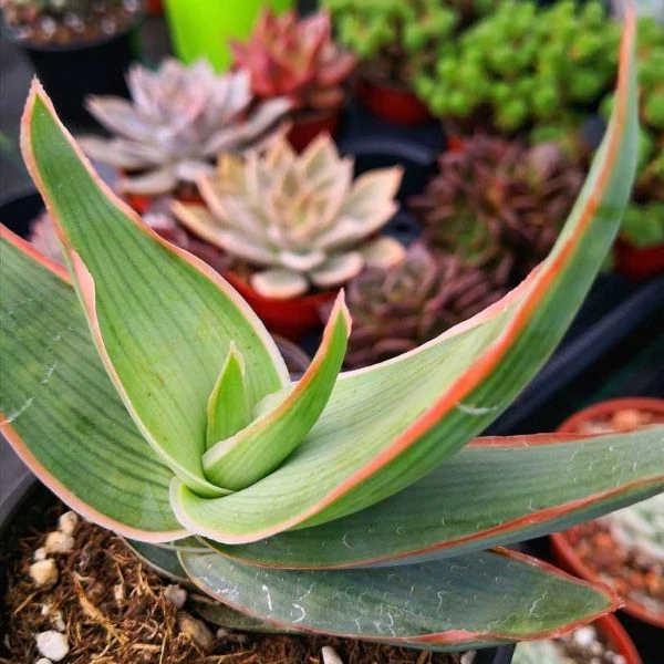 Зображення молода рослина