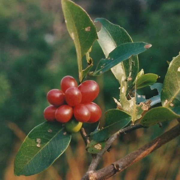 Изображение спелые плоды