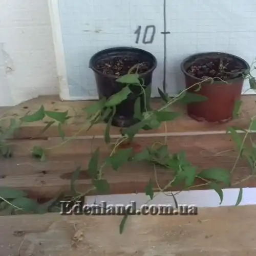 Изображение саженцы в продаже