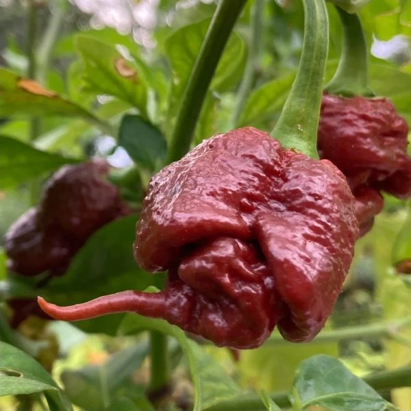 Зображення Перець Кароліна Ріпер шоколадний - Carolina Reaper Chocolate