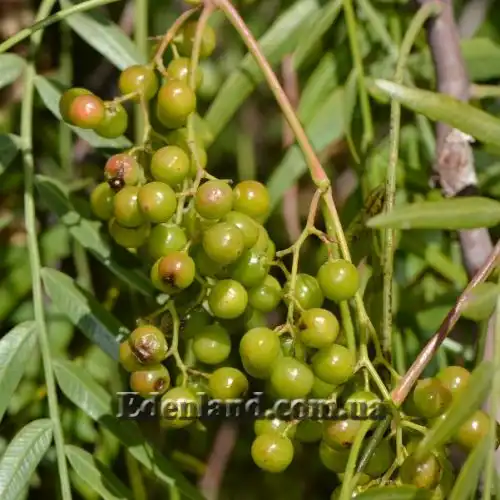 Изображение Шинус мягкий - Schinus molle