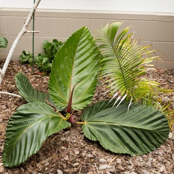 Изображение Фикус Бруса - Ficus brusii 