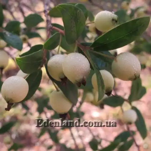 Изображение Мирт обыкновенный белоплодный - Myrtus communis var. leucocarpa