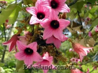 Август 2020. Новое поступление семян