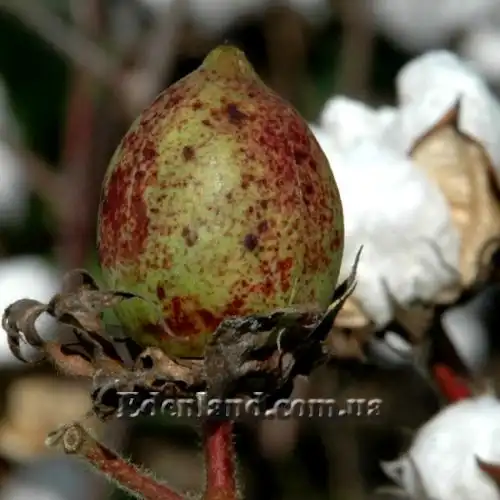 Изображение Госсипиум (хлопчатник) мохнатый - Gossypium hirsutum