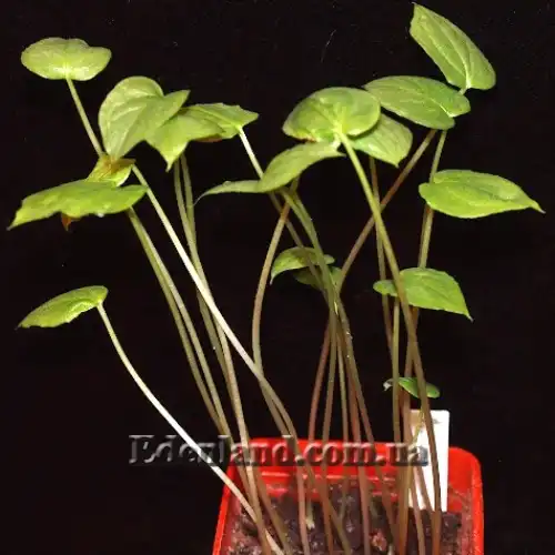 Изображение всходы