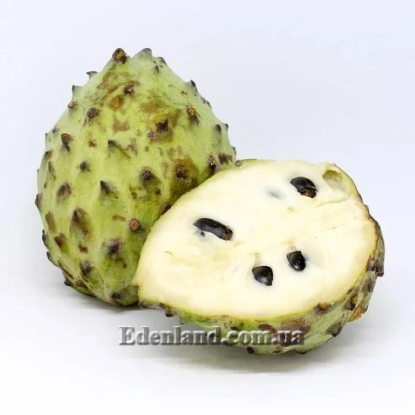 Изображение плод в разрезе