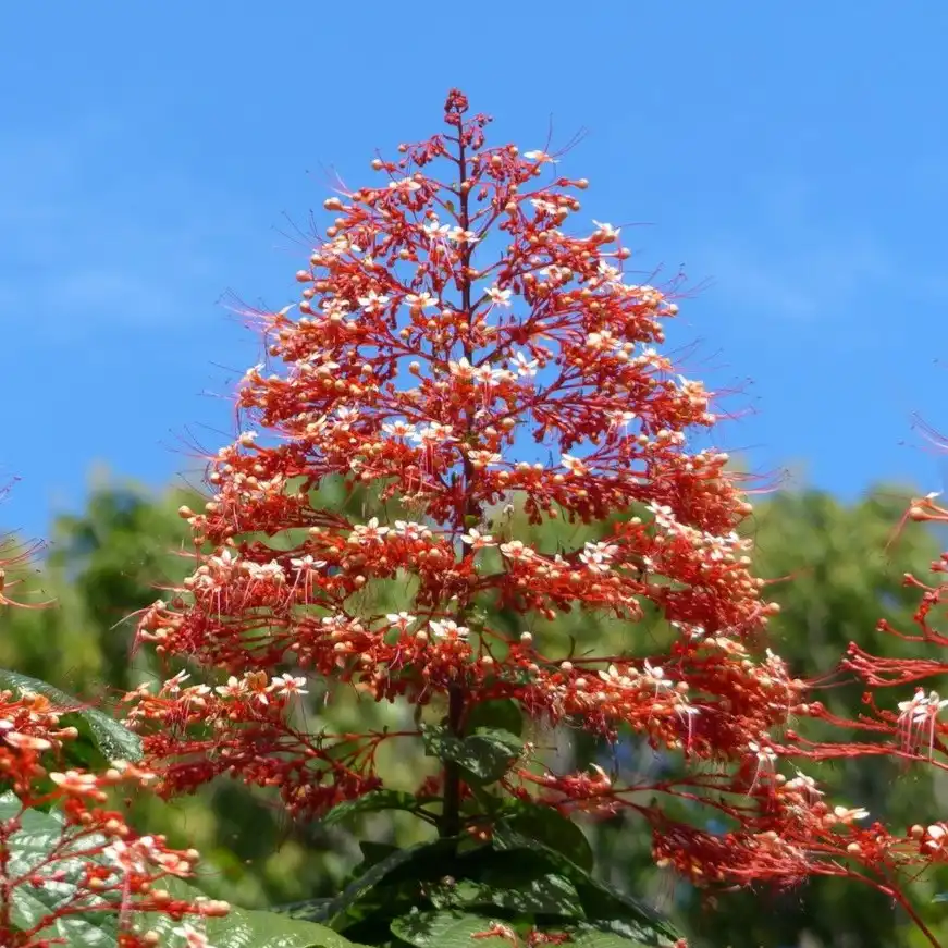 Изображение соцветие