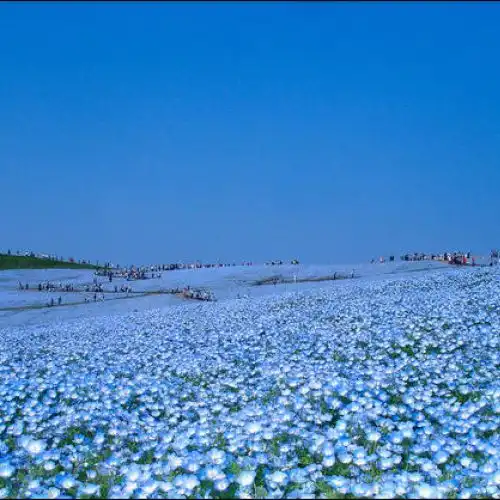 Зображення Поля немофіли