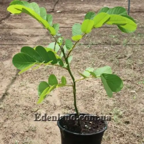 Изображение Сенна крылатая - Senna alata