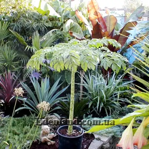 Изображение Аморфофаллус в контейнере