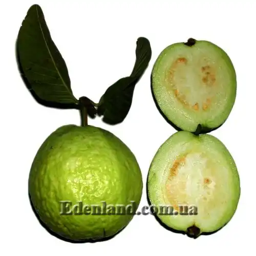 Изображение Псидиум Гуайава  - Psidium guajava 