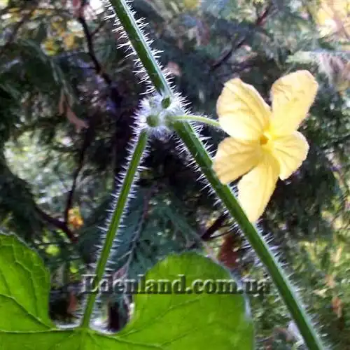 Изображение мужской цветок