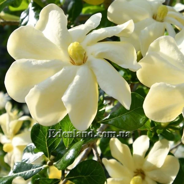 Изображение Гардения Волкенса  - Gardenia volkensii
