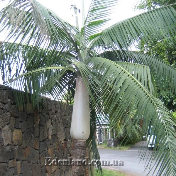 Изображение Диктиосперма белая  - Dictyosperma album