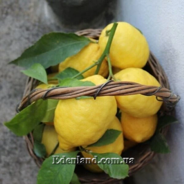 Зображення Лимон Сфузато - Citrus limon Sfusato