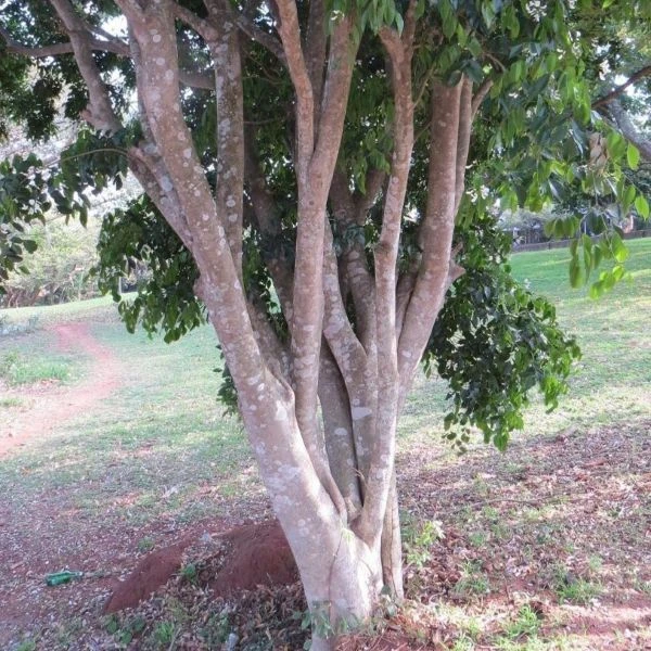 Изображение Крейбия Циммермана   - Craibia zimmermannii