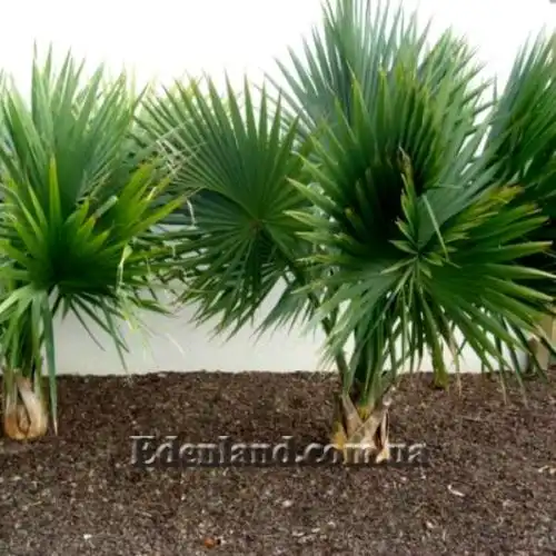 Зображення Сабаль малий - Sabal minor